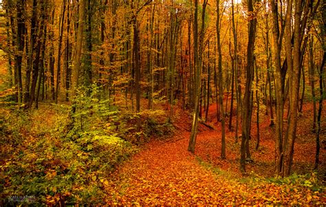 Path Through Autumn Forest By Valiunic On Deviantart
