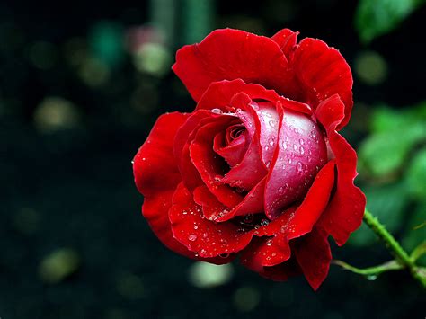 รูปภาพ ปลูก กลีบดอกไม้ ดอกกุหลาบ สีแดง ใกล้ชิด โดเมนสาธารณะ