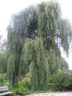 Synonyms salix vitellina 'pendula' salix alba 'vitellina tristis'. Salix alba vitellina Golden Willow PFAF Plant Database