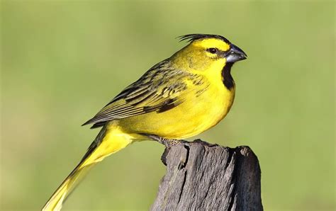 Ave Cardenal Amarillo Todo Lo Que Tienes Que Conocer