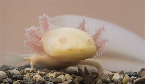 Ten Cutest Underwater Animals • Scuba Diver Life