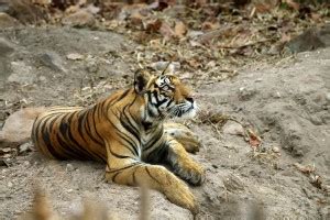 Tigers Of Bandhavgarh Bandhavgarh Tiger Safari