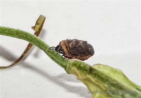 Case Bearing Leaf Beetle Larva Bugguidenet