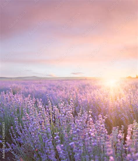 Sunset Sky Over A Summer Lavender Field Sunset Over A Violet Lavender
