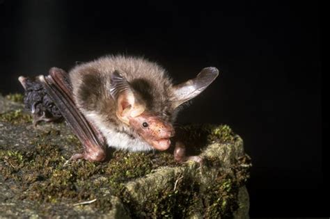 Bechsteins Bat Project Past Projects Bat Conservation Trust