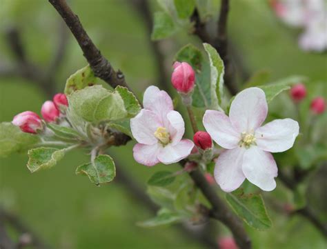 Apple Blossoms Apple Blossoms Trees And Shrubs Natural Beauty