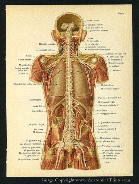 1905 Human Anatomy Antique Print Brain Spine Etsy Human Anatomy