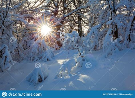 A Winter Fairy Tale In A Snowy Forest Stock Photo Image Of Season