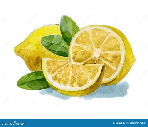 Watercolor Hand Drawn Lemon Stock Photos Image 32826473