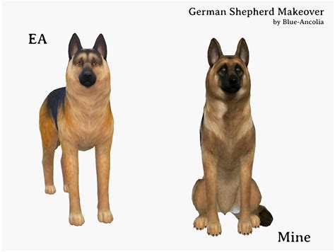 Blue Ancolia German Shepherd Makeover Here Is Jazzy She Is
