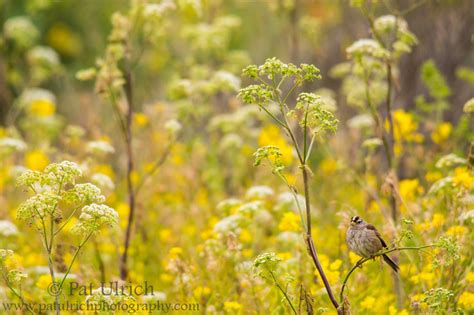 Wildlife Photography By Pat Ulrich Song Birds