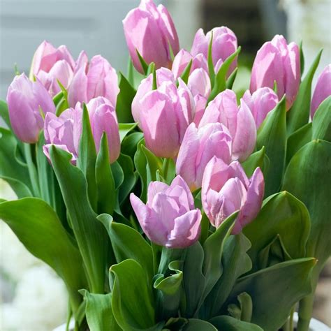 Buy Single Early Tulip Bulbs Tulipa Candy Prince Pbr Delivery By