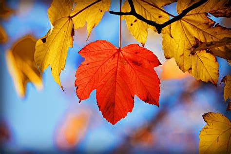 Autumn Leaf Branch Foliage Free Photo On Pixabay