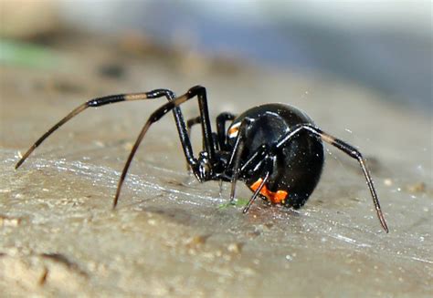 Some experts would call the spider shy, as it would rather choose not to bite humans. Black Widow Spider - Poison Center Tampa