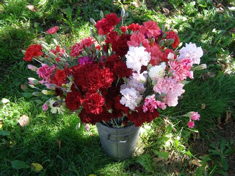 Thousand Flower Farm Carnations
