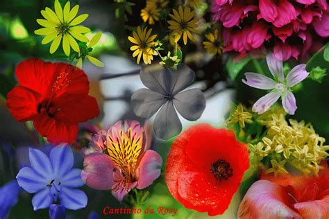 Beautiful Animated Flowers The Fun Learning
