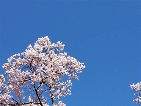 Free Stock Photo Of Cherry Blossoms Japan