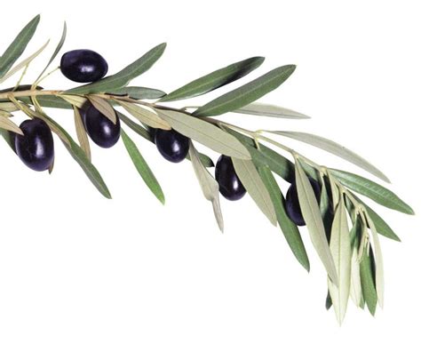 Myth Buster Does Olive Leaf Extract Work Healthy Food Guide