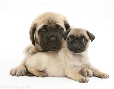 Dogs Fawn Pug Pup With Fawn English Mastiff Pup Photo Wp11658