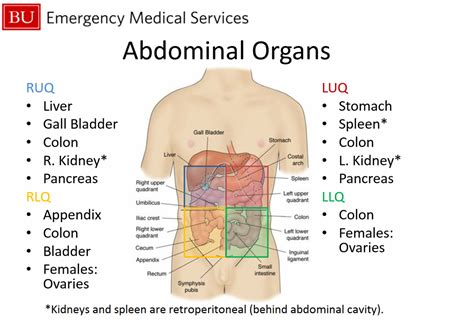 Anatomy Quadrants And Organs Right Upper Quadrant Anatomy And Causes