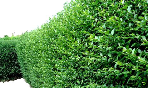 Buy 10 Green Privet Hedging Plants Ligustrum Hedge 30 50cm In 10cm Pots