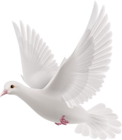 Peace White Pigeon Png File Png Mart