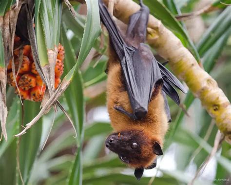 Indian Flying Fox Facts Diet Habitat And Pictures On Animaliabio