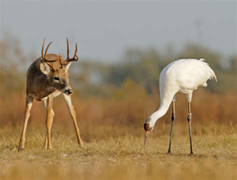 Whooping Cranes Pictures To Spark Curiosity