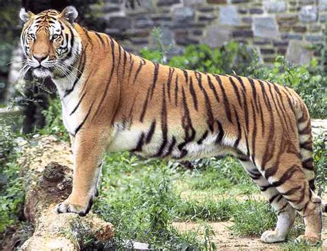 The Wild Life Review Royal Bengal Tiger