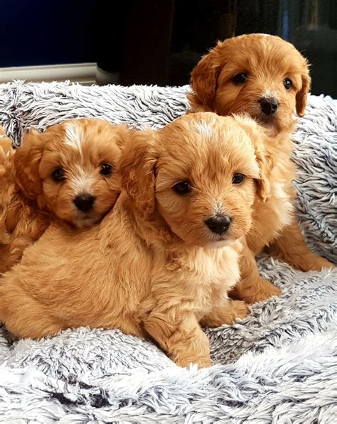 C#mef#puppies are forever, not just for christmas. Cavapoochons, the dogs with puppy faces forever. | Bolton, Greater Manchester | Pets4Homes