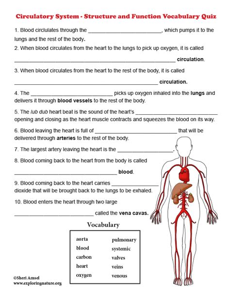 Circulatory System Structure And Function Vocabulary Quiz