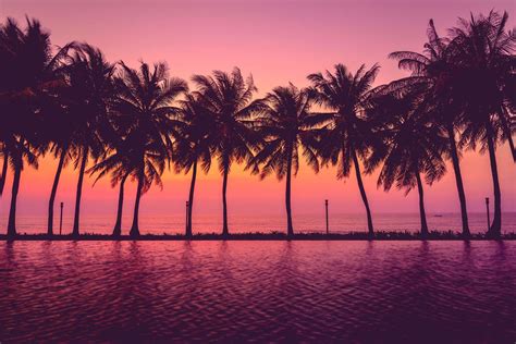 Pink Palm Tree Wallpapers Top Free Pink Palm Tree Backgrounds