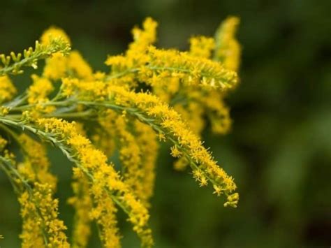 Ohio Native Plants List 10 Plants Youll Love In Your Garden