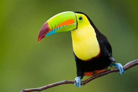 Toucans Discover The Colorful World Of These Amazing Birds