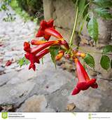 Red Trumpet Flowers Images