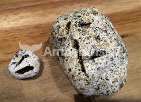 How To Identify Ambergris Ambergris New Zealand