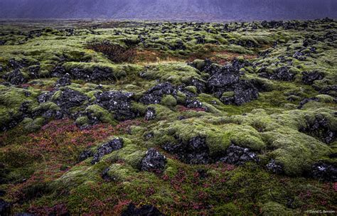 Colorful Tundra Golden Circle Road Iceland David C Benson Photography