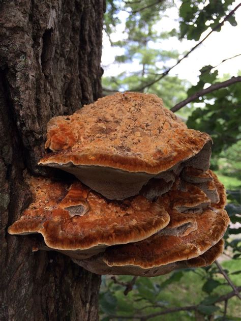 Hi We Have A Large Mushroomfungus Growing On The Trunk Of An Oak Tree