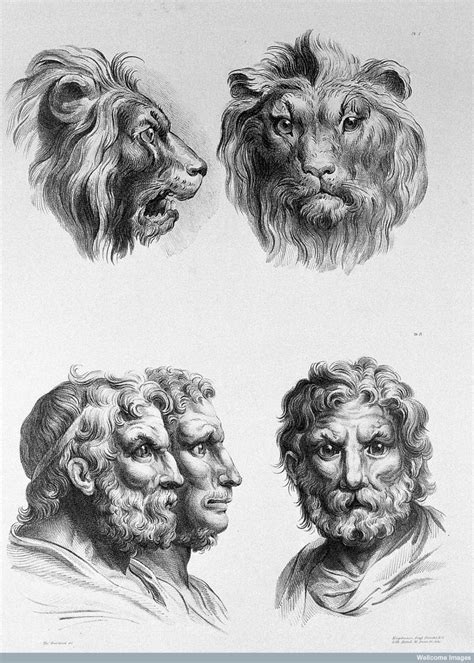 Darwin gave the theory of evolution. Baroque-Era Drawings Reveal Early Ideas About Evolution | Lion art, Art, Drawings
