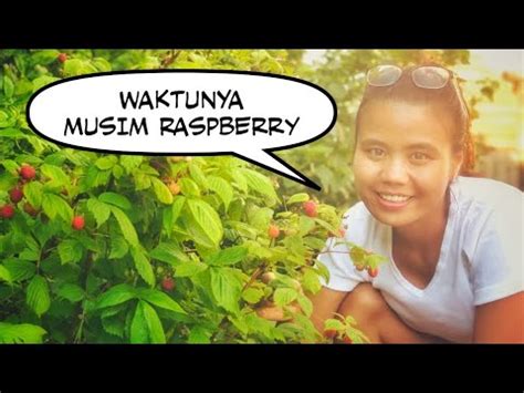 PANEN RASPBERRY DI KEBUN MERTUA I WAKTUNYA MUSIM RASPBERRY YouTube