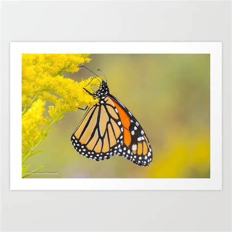 Monarch Butterfly Art Print By Natures Dance Photography Society6