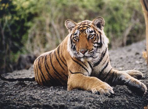 Comment on the news and join tigers fan forum at mlive.com. Tigers WildLife Animal Info | All Wildlife Photographs