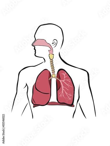 Esquema Del Sistema Respiratorio Humano Comprar Este Vector De Stock Y