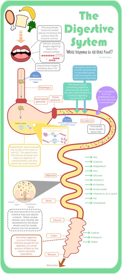Check spelling or type a new query. Learn about the Digestive System - Science for Kids