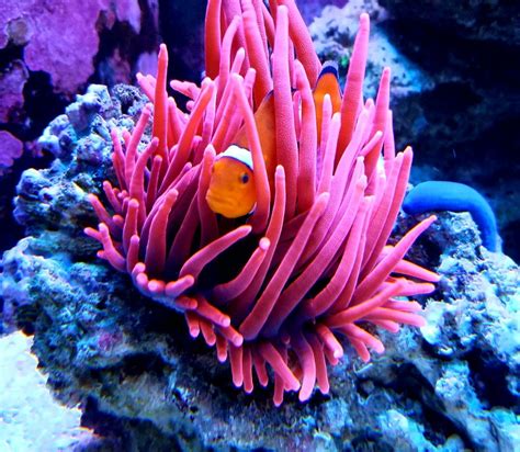 Show Me Your Beautiful Anemones Page 4 Reef2reef Saltwater And Reef
