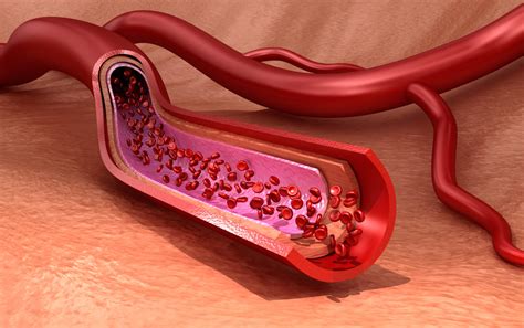 Endothelial Cells For Vascular Research Promocell