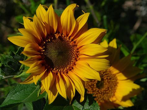 Sunflower NATURE OF THE WORLD