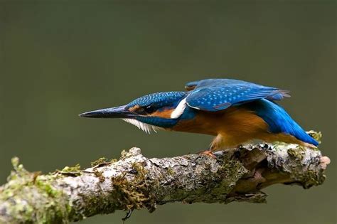 Beauty Of Nature 100 Brilliant Examples Of Bird Photography