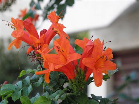 Tecomaria Capensis Thunb Spach Plants Of The World Online Kew