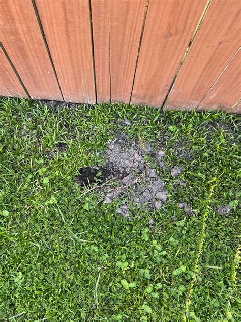 What Is Digging Up My Yard Lawn Care Forum